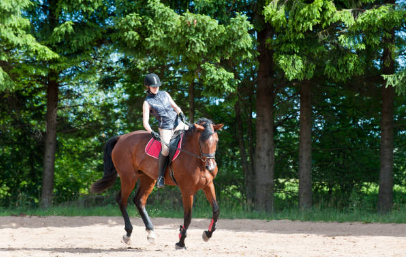 Get To Know More About Dressage And Its Importance