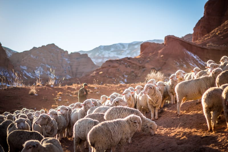 Catechesis of the Good Shepherd