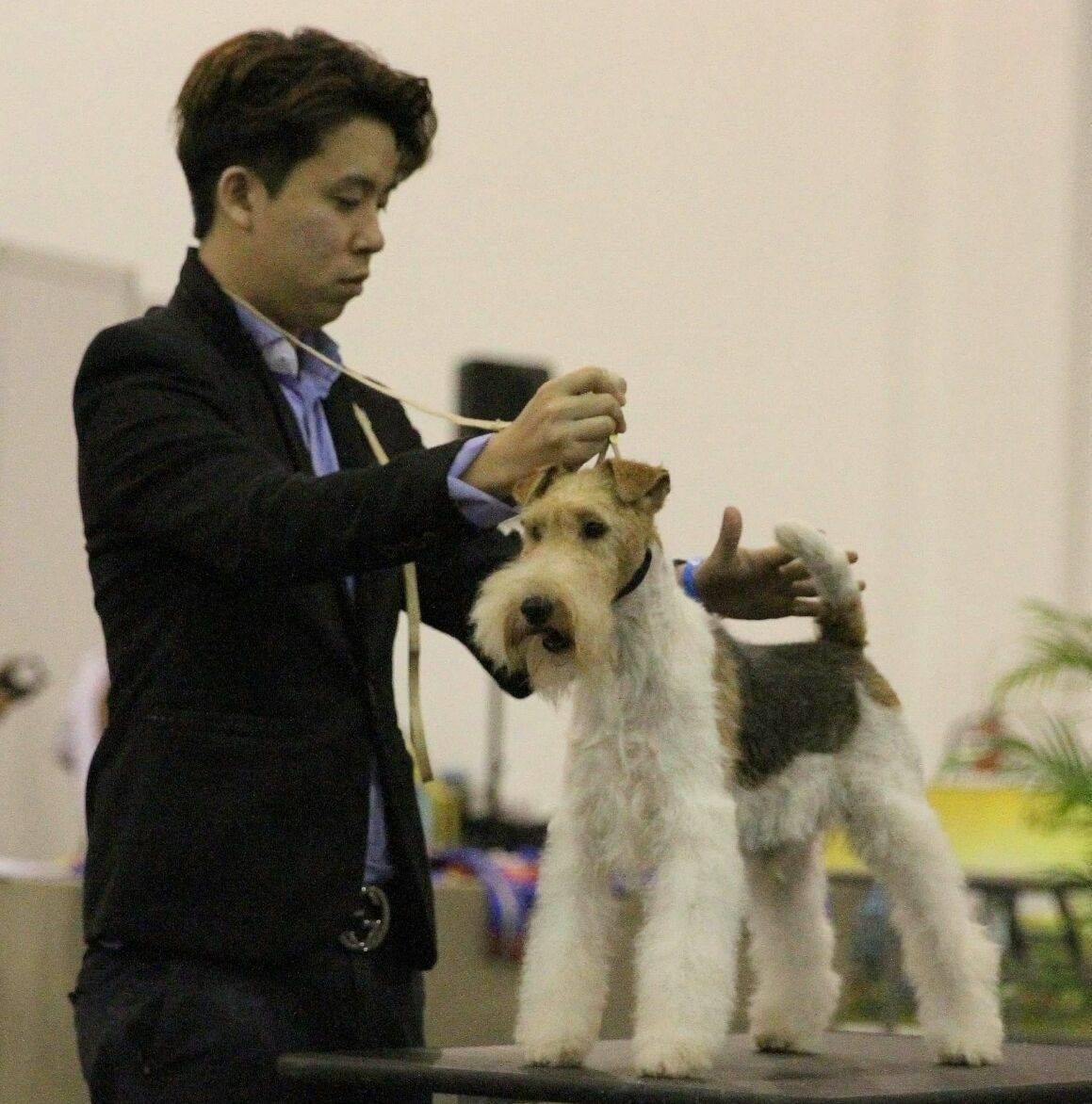 Jason lok showing our wire fox terrier.
