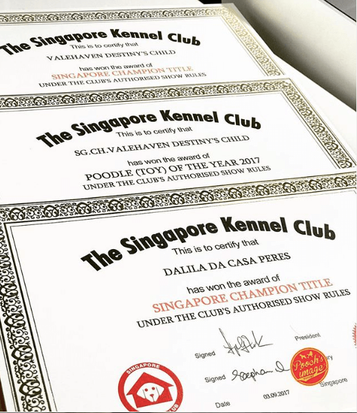 Our toy poodle Destiny’s child has won the awards of Singapore champion title & Toy poodle of the year 2017 as well our wire fox terrier Dalila has also won the award of Singapore champion title! We are so proud, well done show dogs !!