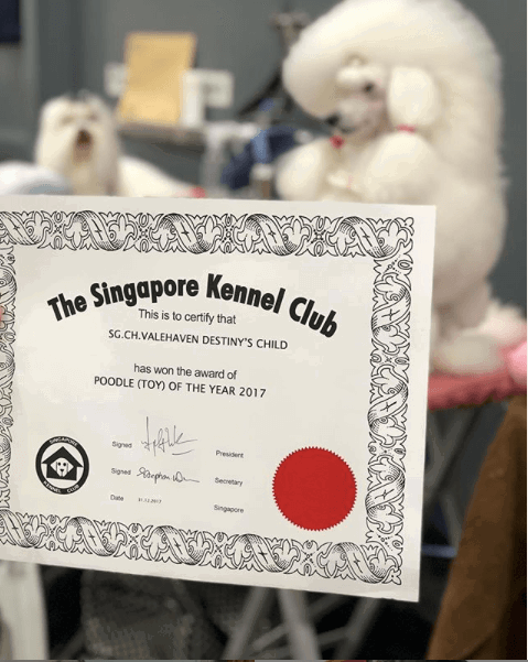 We are so proud our C.H Valehaven destiny’s child has won the award of toy poodle of the year 2017! Well done destiny! Thanks to our handler and show stylist @valerieheng
