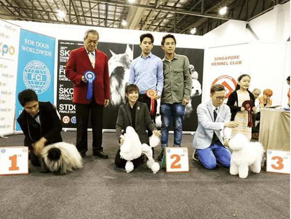 How can I miss out this post !😅 207th SKC Championship dogshow , Our toy poodle SG.CH Valehaven Destiny's Child won : - Best Of Breed. - Reserve Best In Group - Reserve Best Singapore Whelped In Show.