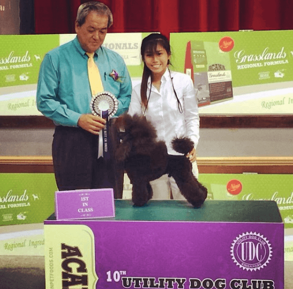 Today's dog show at joo chiat cc with @heng_valerie . Autumn small winning :)) reserve best in breed . More to goooo