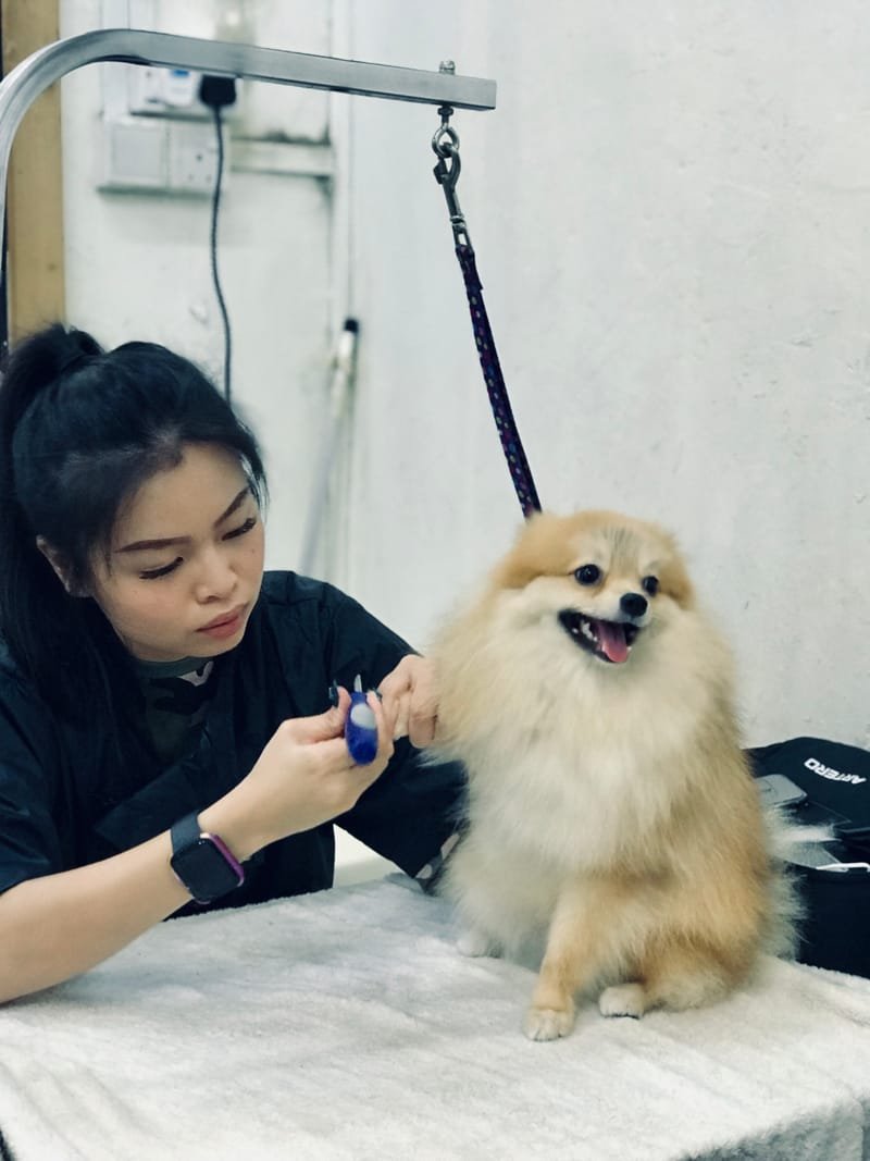 Canine Assistant Groomer Program