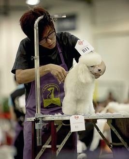 SKC GROOMING COMPETITION 2012