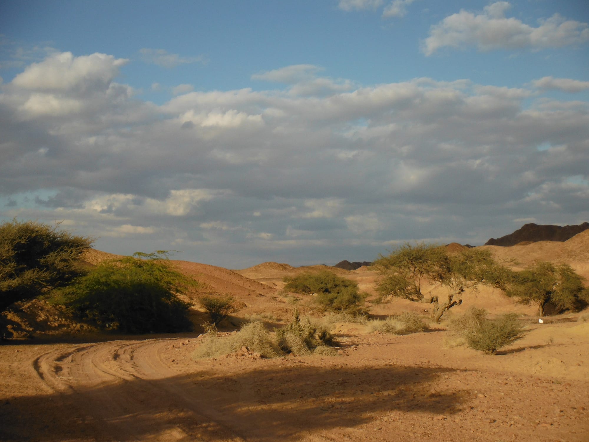 Wadi Araba Paths of Jordan