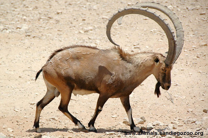 The Nubian Ibex