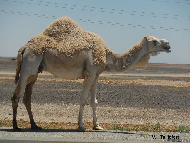 The Dromedary or Arabian Camel - Paths of Jordan