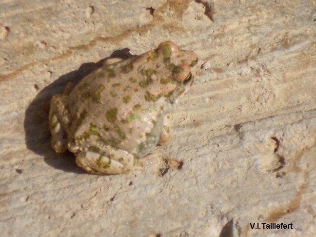 The Levant Water Frog