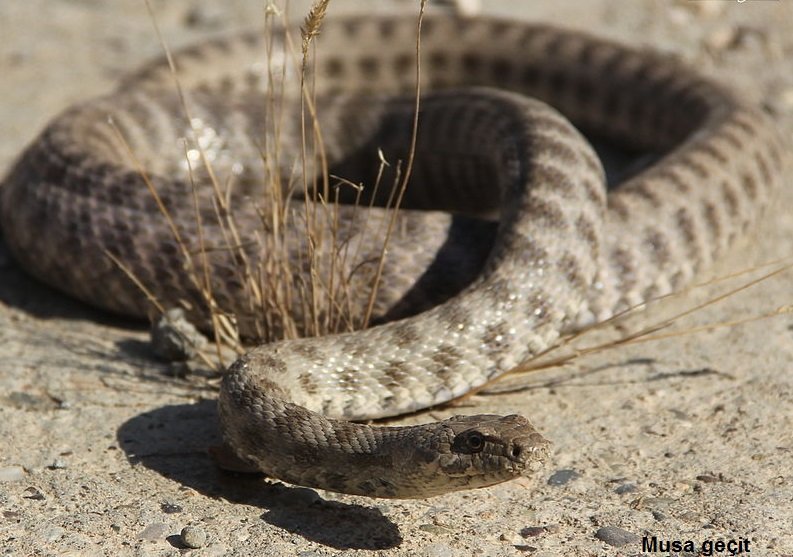 The Ravergieri Garter Snake