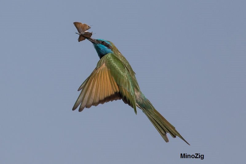 The Oriental Bee-Eater