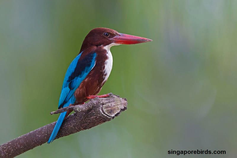 The Smyrna Kingfisher or the White-Throated Kingfisher