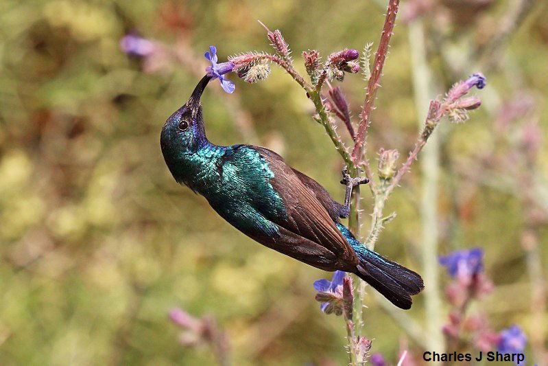 The Souimanga of Palestine or Palestine Sunbird