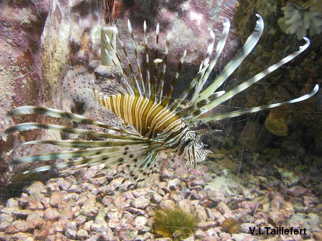 The Lion Fish