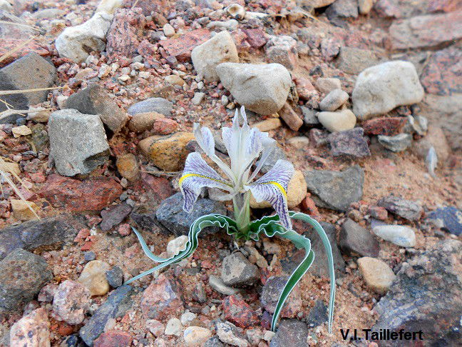 The Vartanii Iris