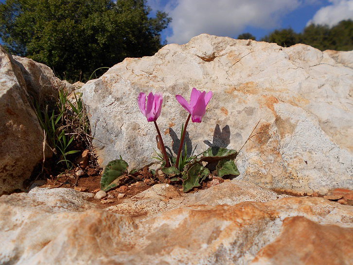 Collection of some plants of Jordan