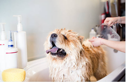 Dog Shampoo: Things to Know