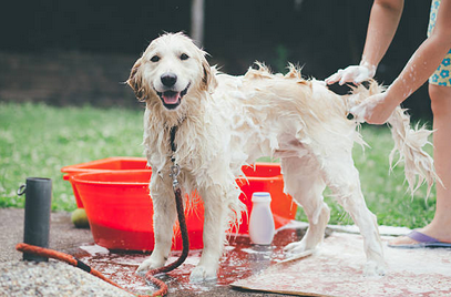 How to Pick the Right Shampoo for Your Pet