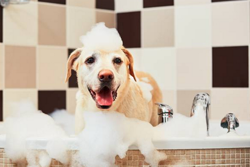 Tips to Consider When You Buying the Best Pet Shampoo