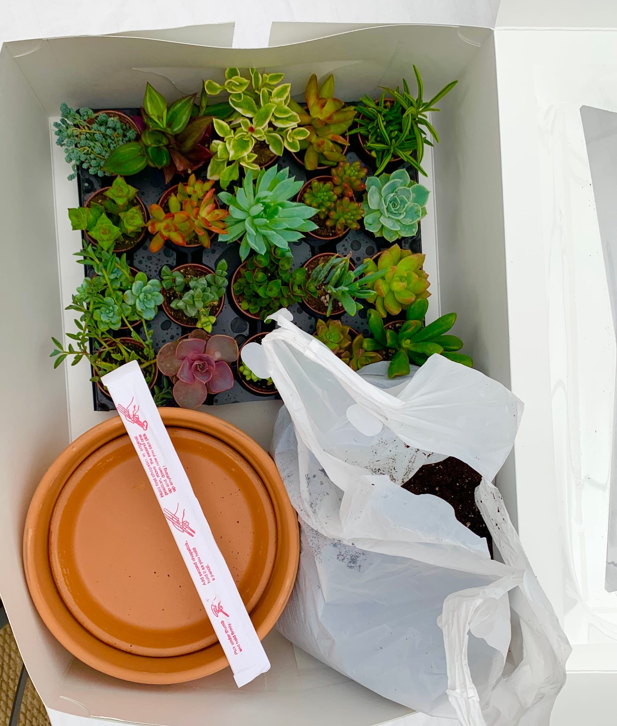 SUCCULENT BOWL or KIDS ANIMAL or LIVING WALL CLASS KITS TO DO AT HOME