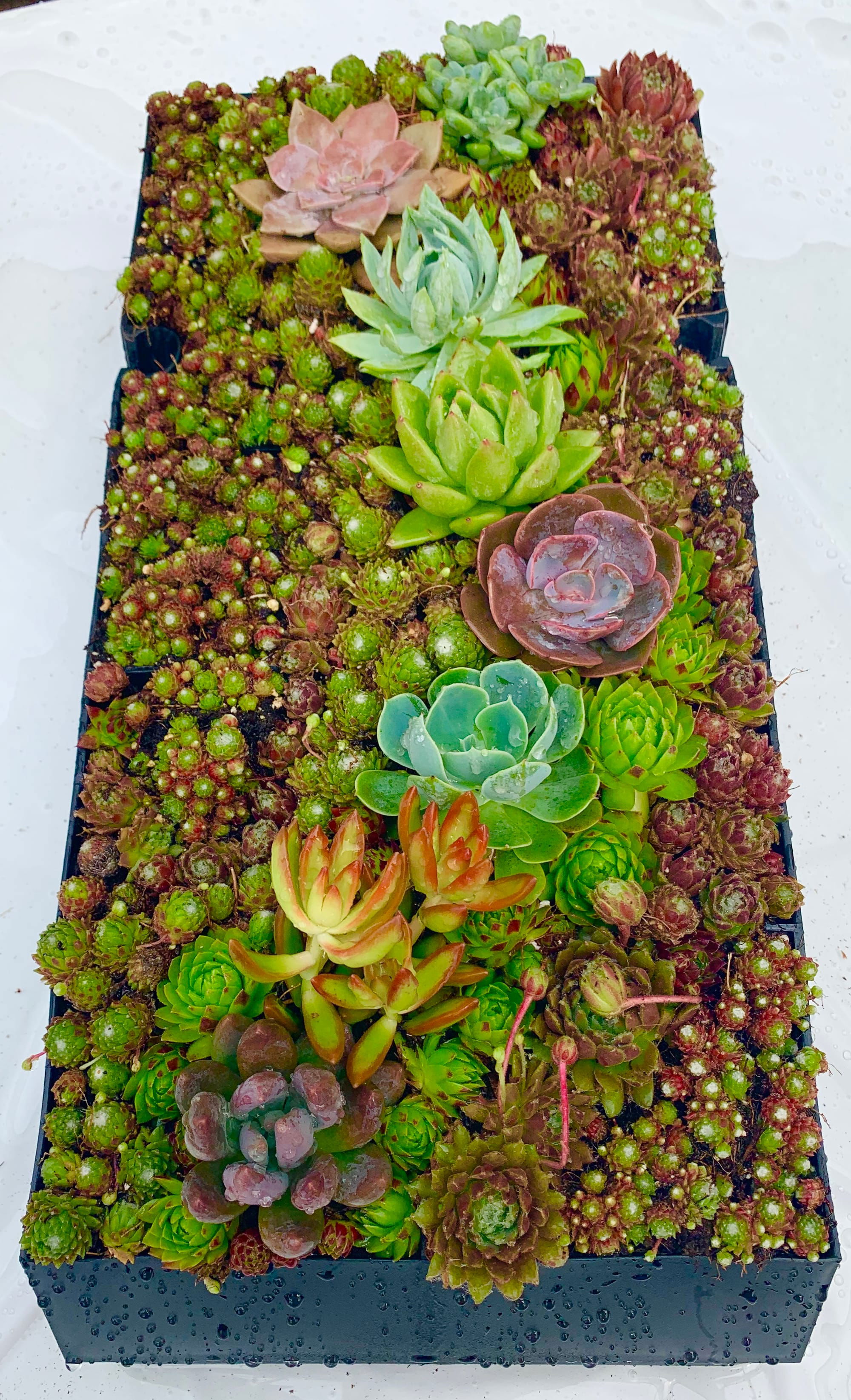 Living Wall Class  - available either as a KIT to plant at home or in a private in-store class (or you can buy them pre-planted) $125 - click on this pic then scroll down in the text section to see all the info