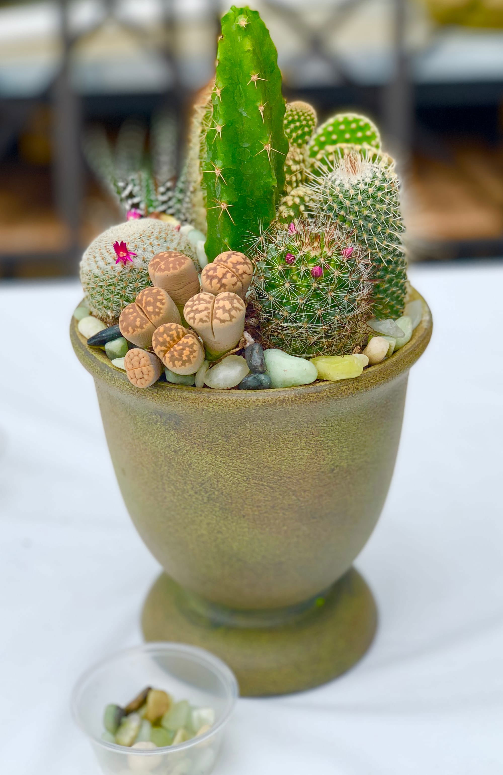 Cactus Pot Class - available either as a kit to plant at home or a private in-store class (with pizza party option) or you can purchase pre-planted.  $75 - click on this pic then scroll down in the text section to see all the info