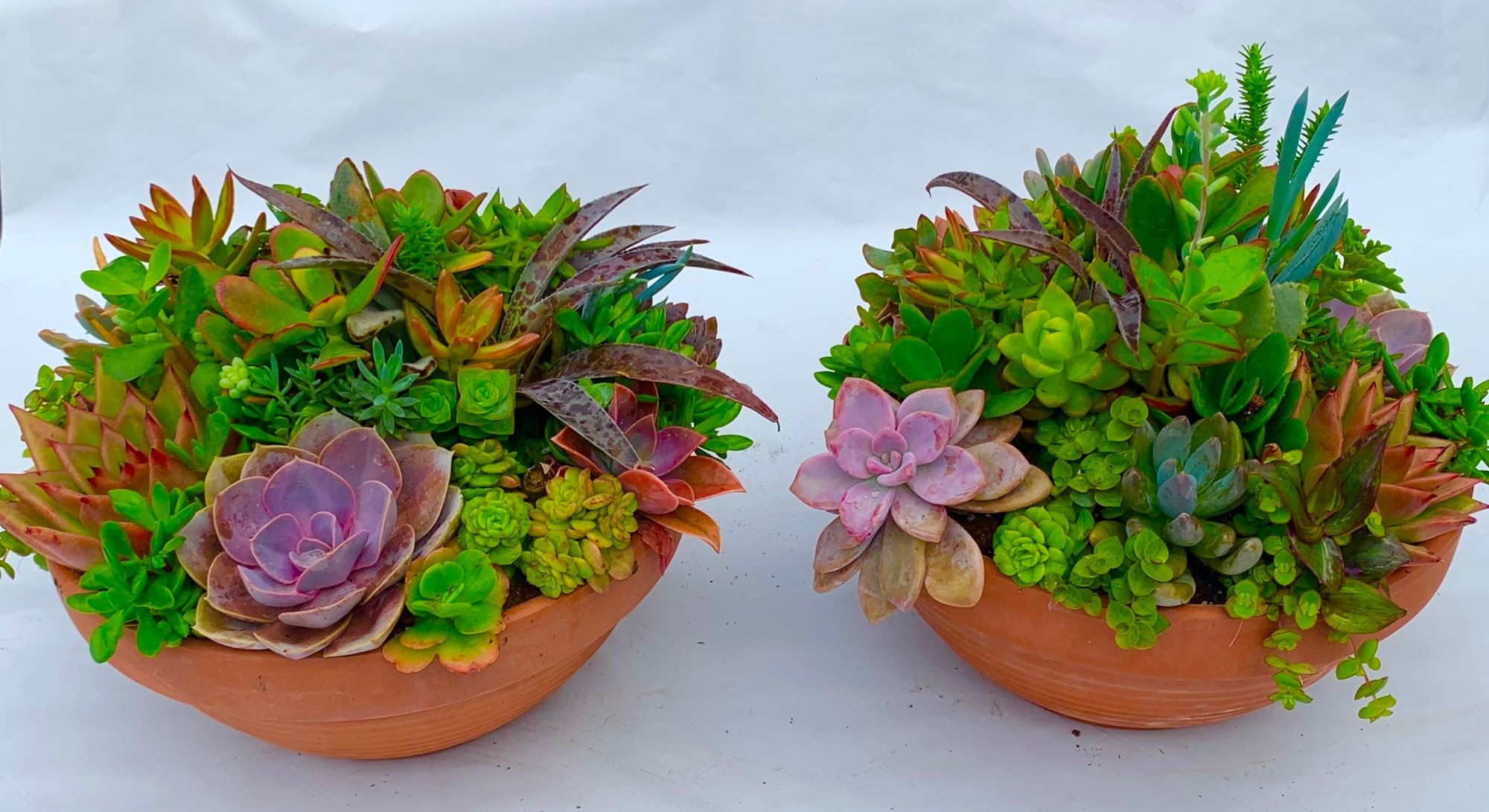 Assorted  pre-planted 12"  ($95 + tax) terra cotta succulent bowls