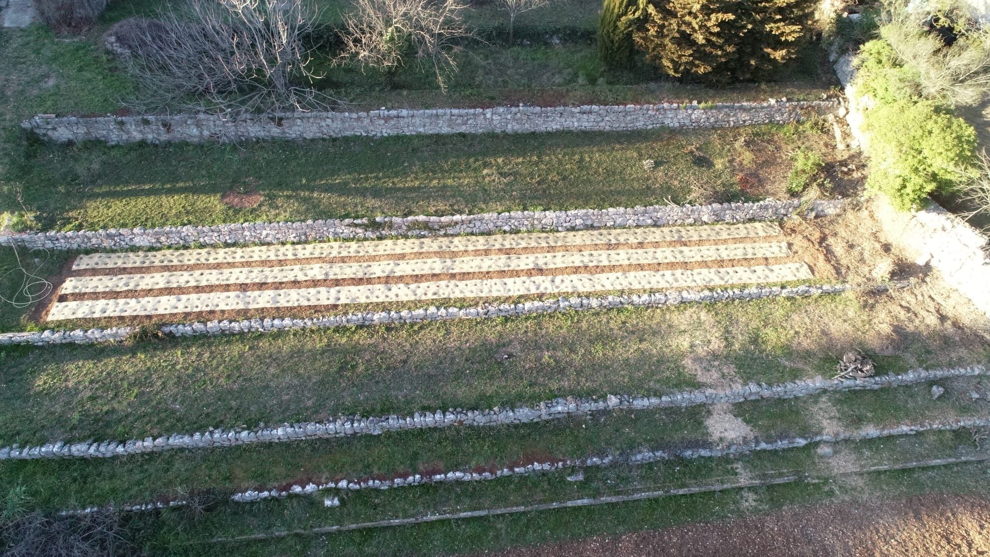 Vue du champ de fraisiers. Plusieurs variétés cohabitent (26/02/2019)