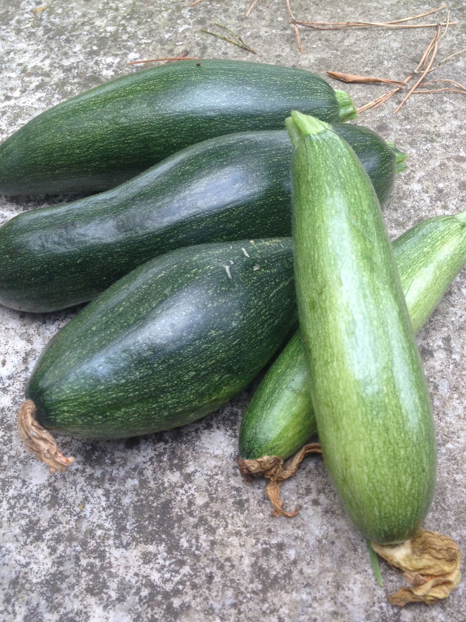 Courgettes longues