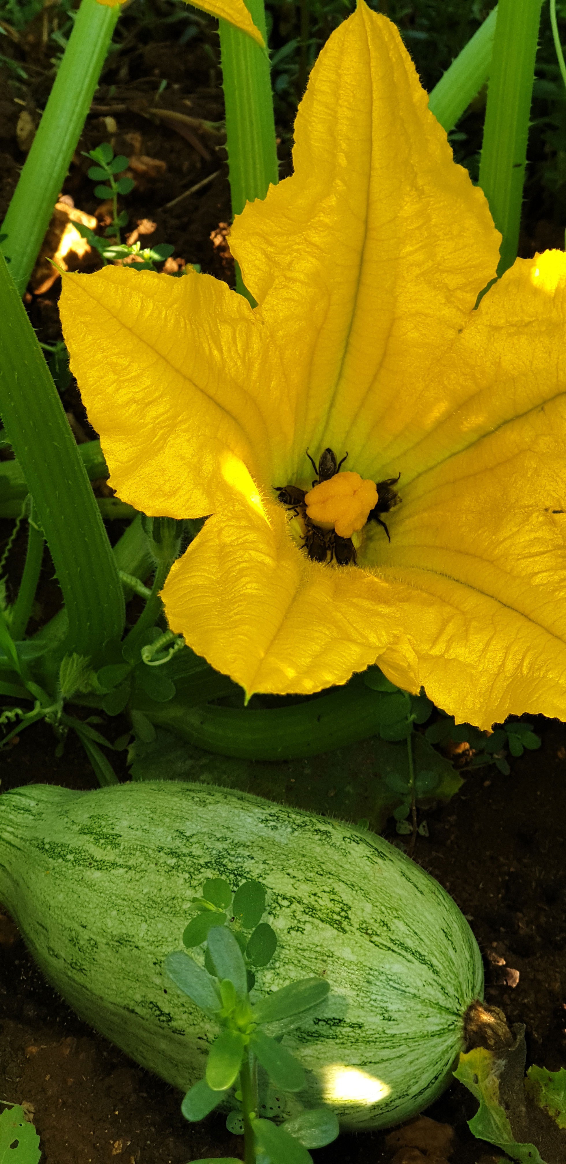 Des légumes non traités accueillent de nombreux locataires.