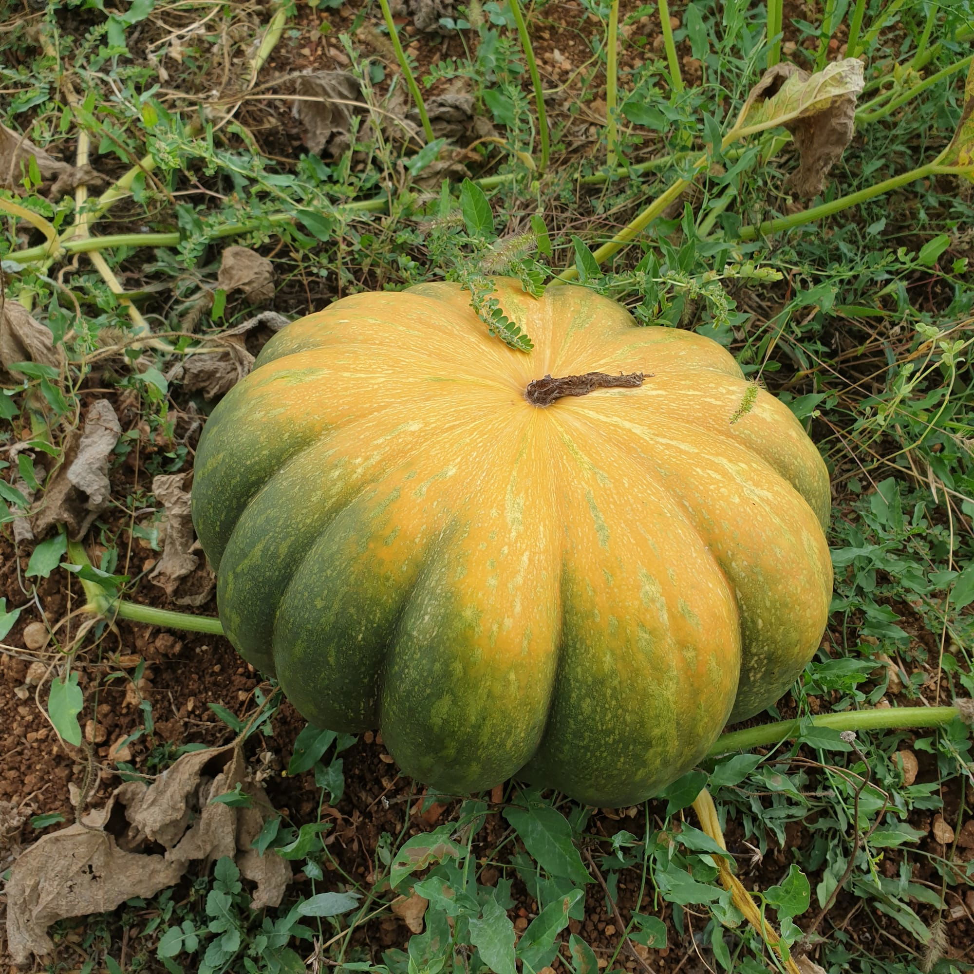 Courge musquée