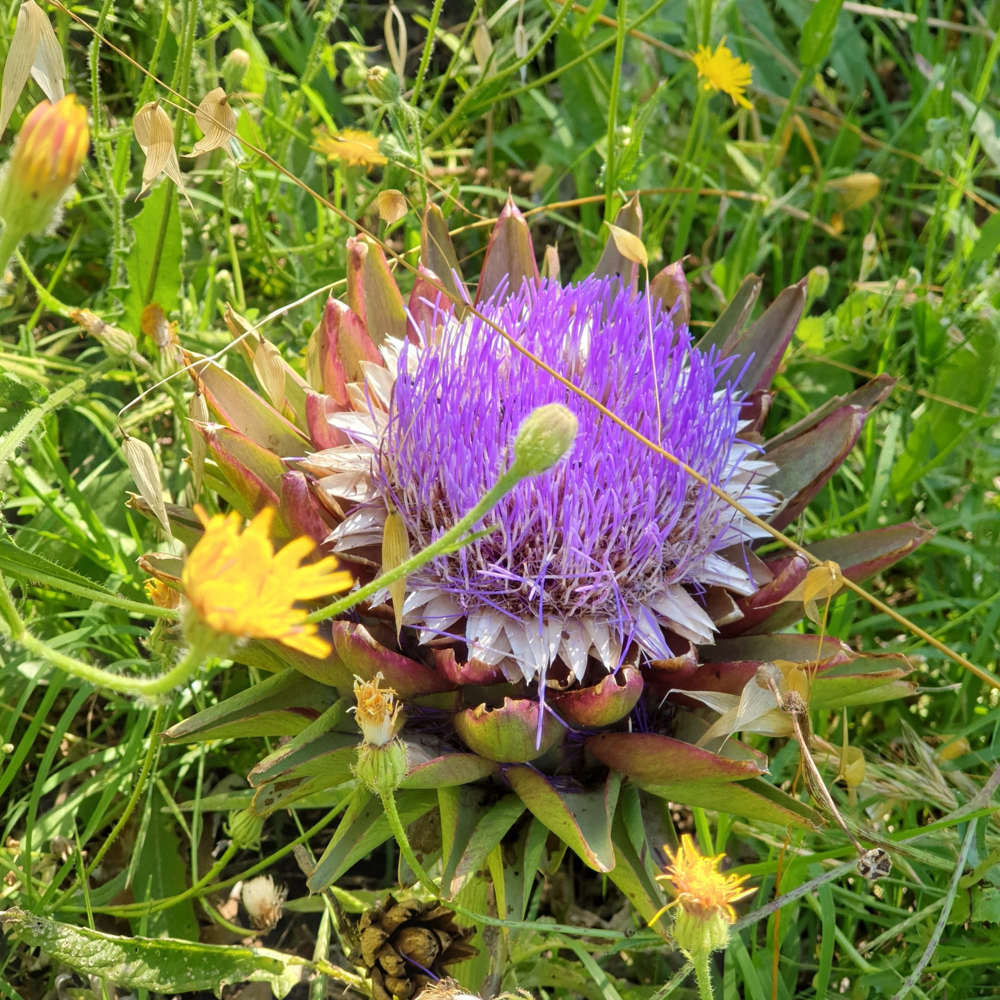 Fleur d'artichaut 2020
