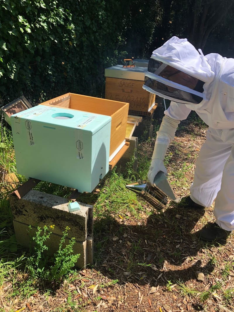 Apiculture / cueilleur d'essaims