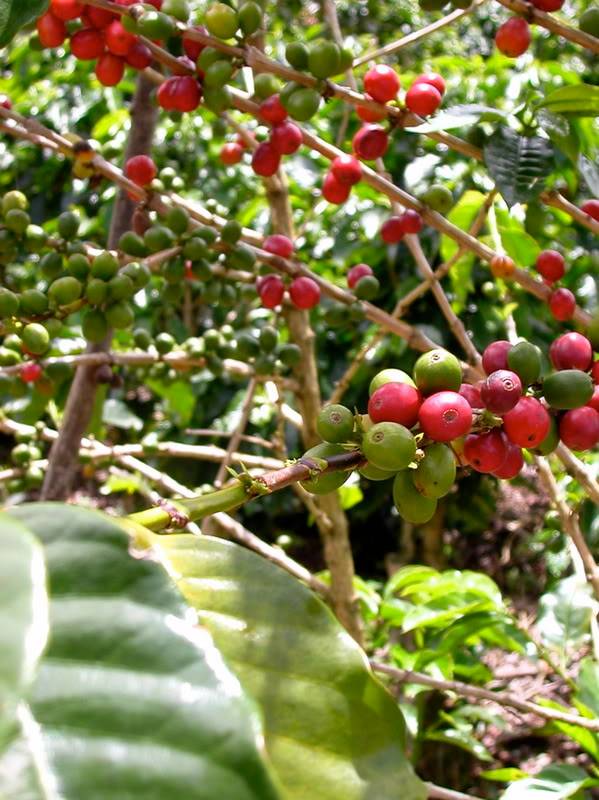 Meet the New Supreme in Antioxidants: Coffee Berries