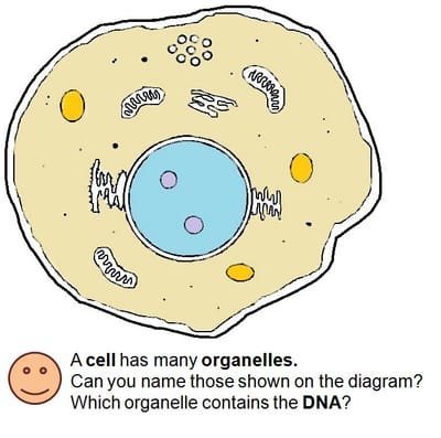 Why do scientists study DNA? image