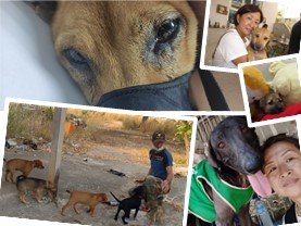DONATIONS TO HELP DOGS AND PUPPIES IN NEED
