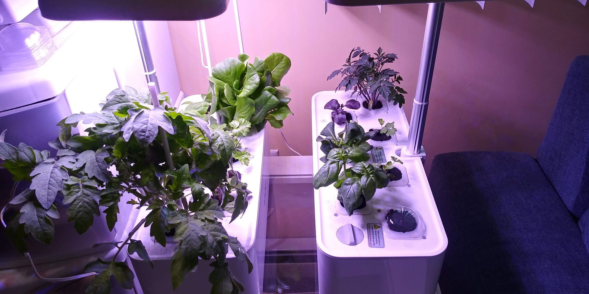 Hydroponics for Health!