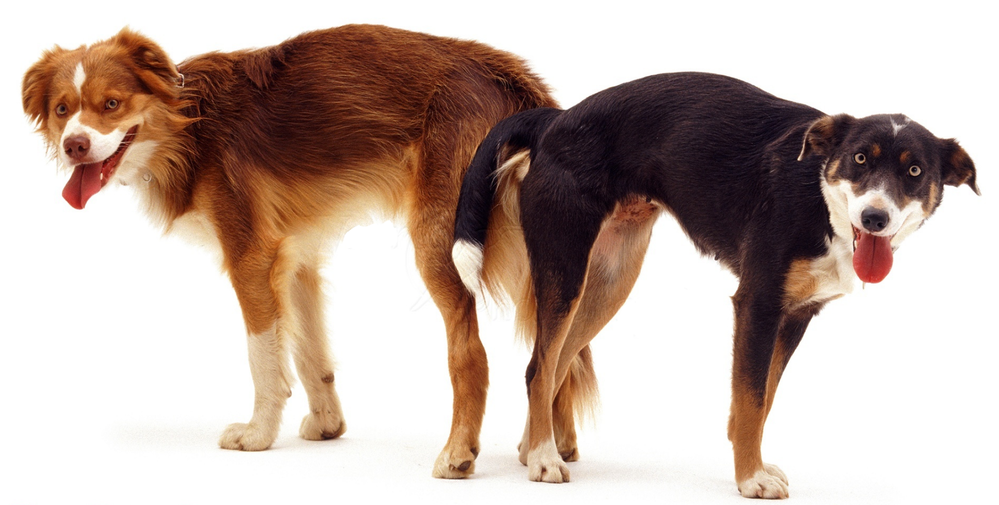 Dogs get stuck after copulation