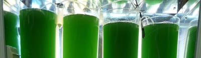 MICRO-ALGAE &amp; NUTRITION image