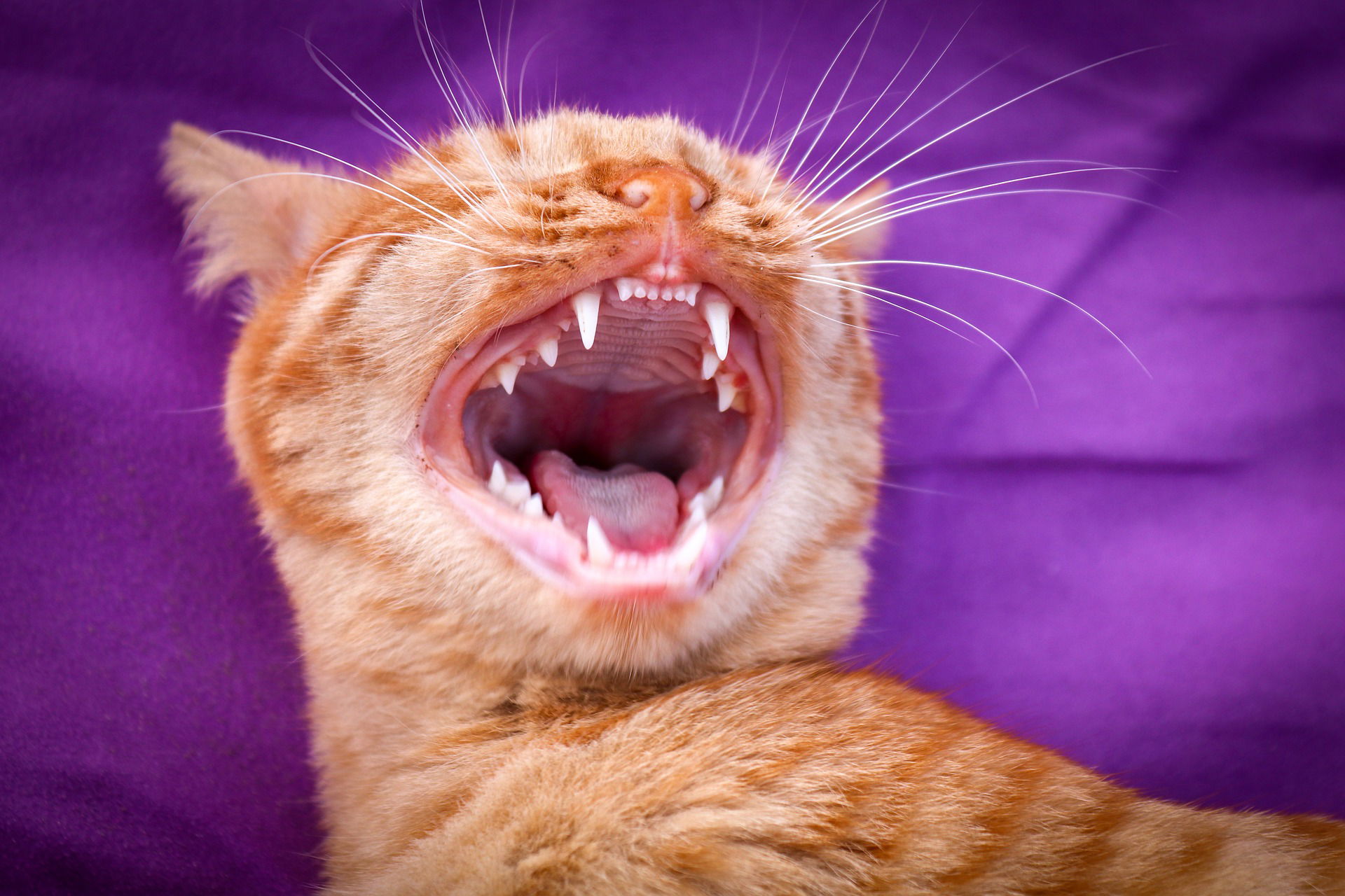 How to brush your pet's teeth