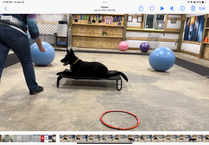 Puppy Stage 2: Monday 6:00pm to 7:00pm  June 2023