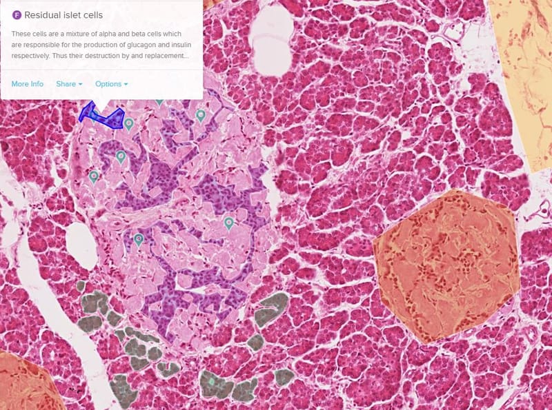 how-can-i-annotate-the-slides-microanatomy