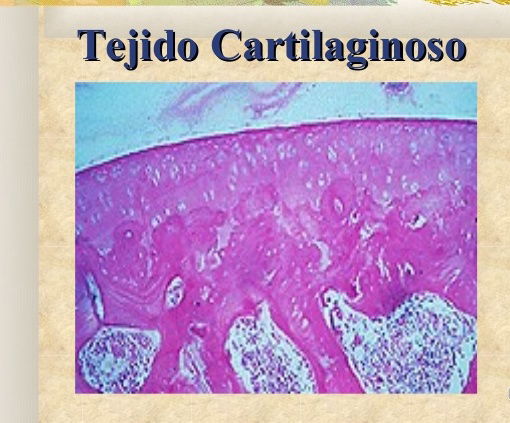 Tejido Cartilaginoso Blog Histo Embriologia