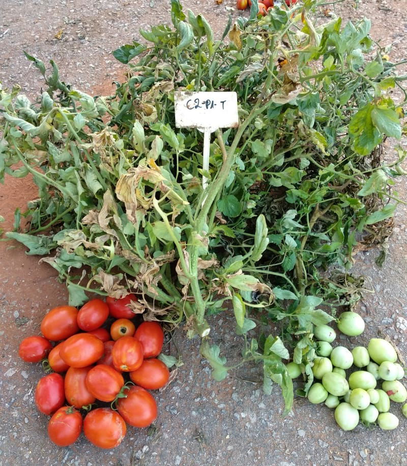 Heat-stress tolerance in processing tomato varieties