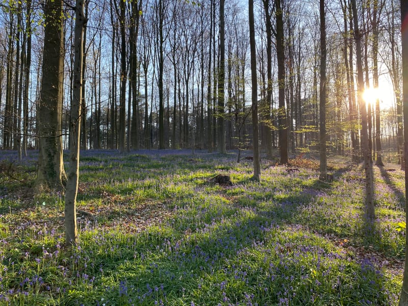 Bain de Forêt au coucher du soleil