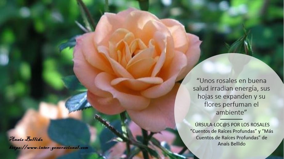 El blog de Úrsula. Loc@s por los rosales (2)