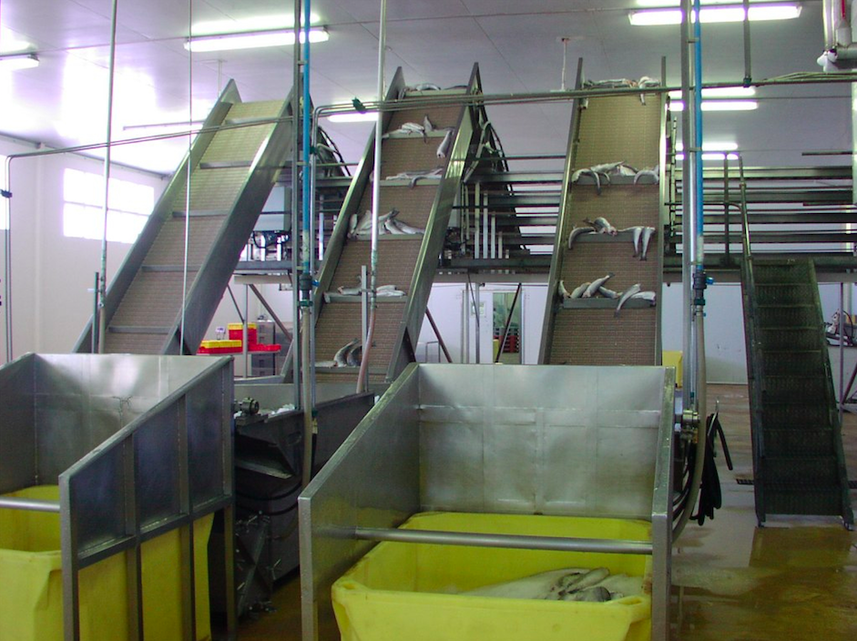 Fish Processing Factory
