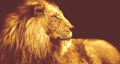 Lion Celtique image