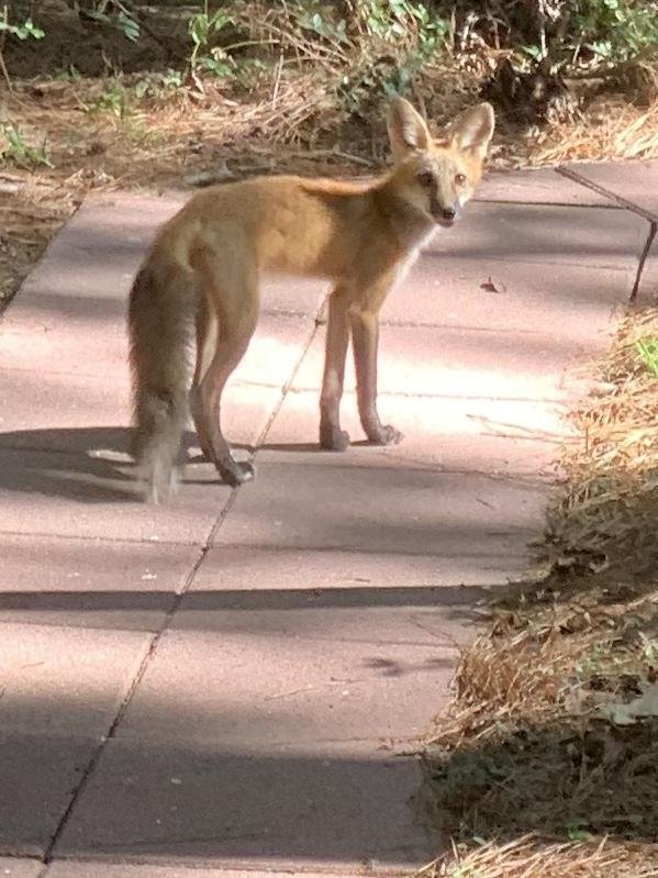 So foxy!