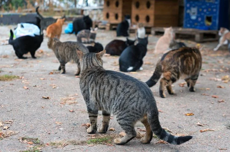Slow Feral Cat Overpopulation with Megestrol Acetate
